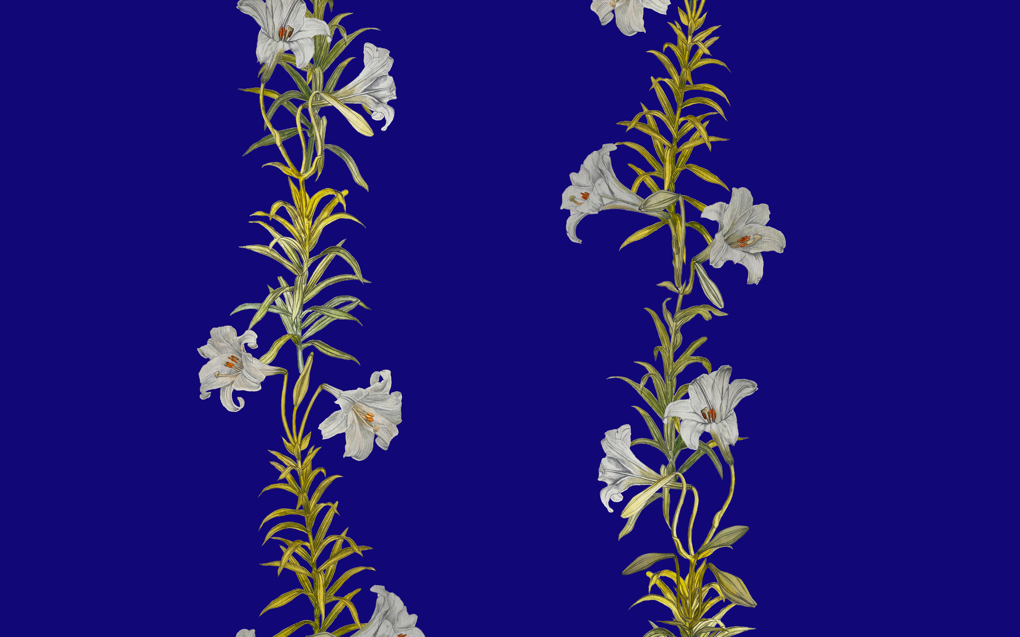 trumpet lily - indigo